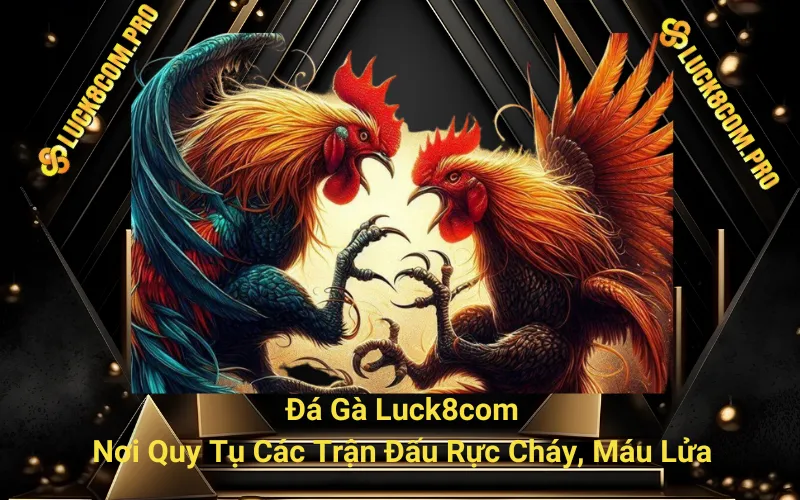 Đá Gà Cựa Dao - Sân Chơi Kịch Tính Giữa Chiến Kê Hàng Đầu