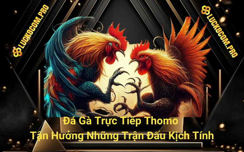 Đá Gà Trực Tiếp Thomo - Tận Hưởng Những Trận Đấu Kịch Tính