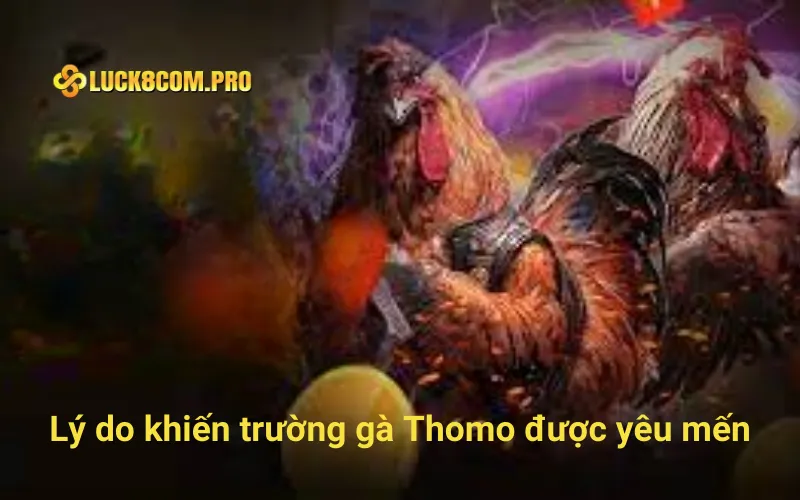 Lý do khiến trường gà Thomo được yêu mến