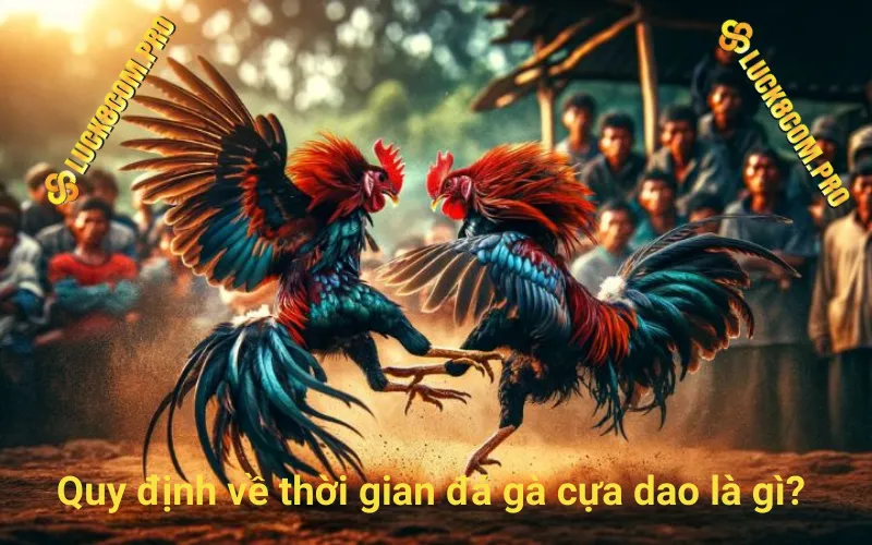 Quy định về thời gian đá gà cựa dao là gì?